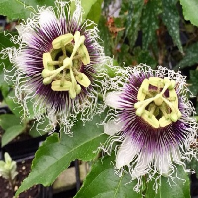 fleurs de fruit de la passion